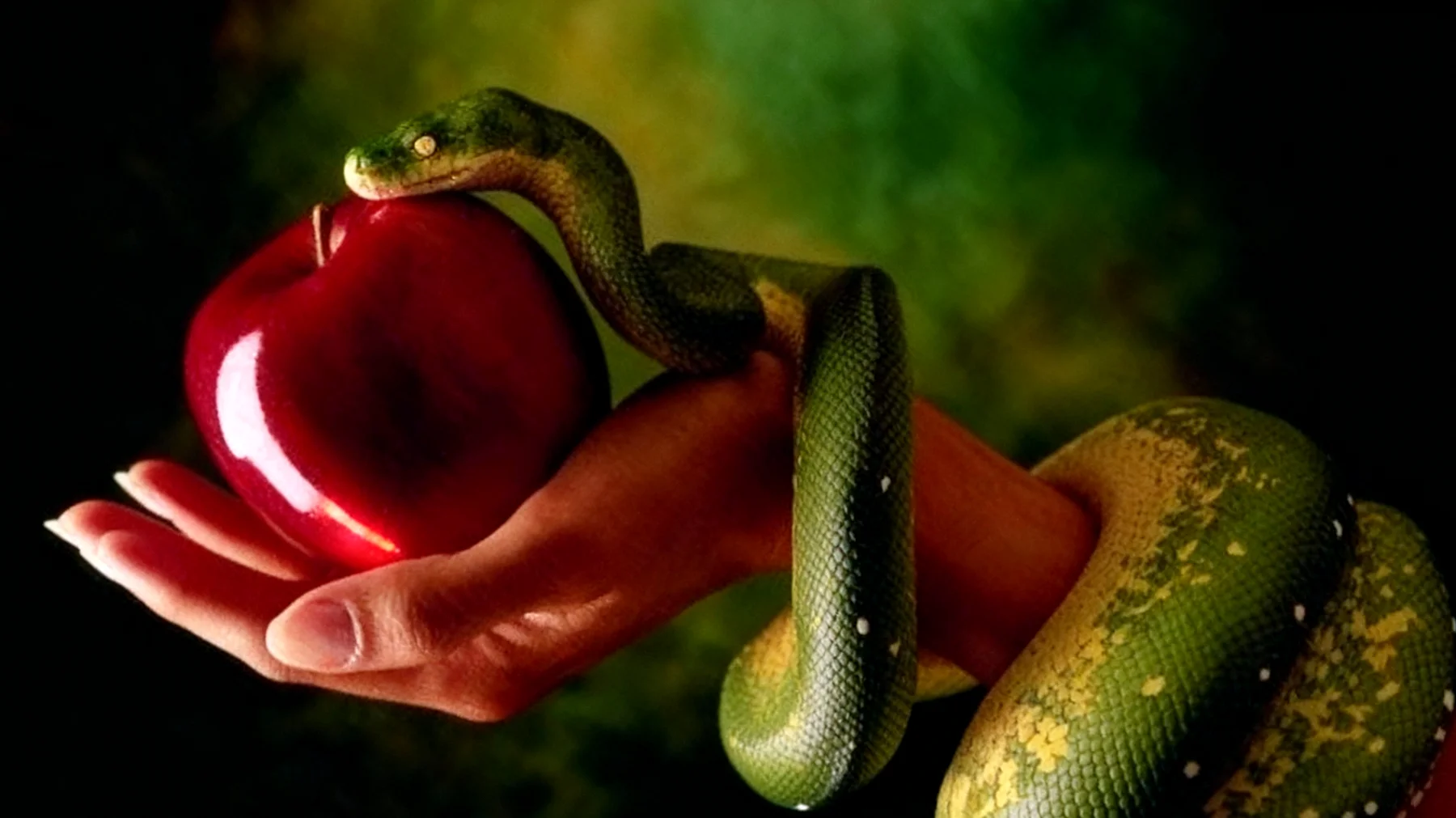 Forbidden Fruit2025-12-30T20:51:15.798Z"